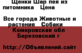 Щенки Шар пея из питомника › Цена ­ 25 000 - Все города Животные и растения » Собаки   . Кемеровская обл.,Березовский г.